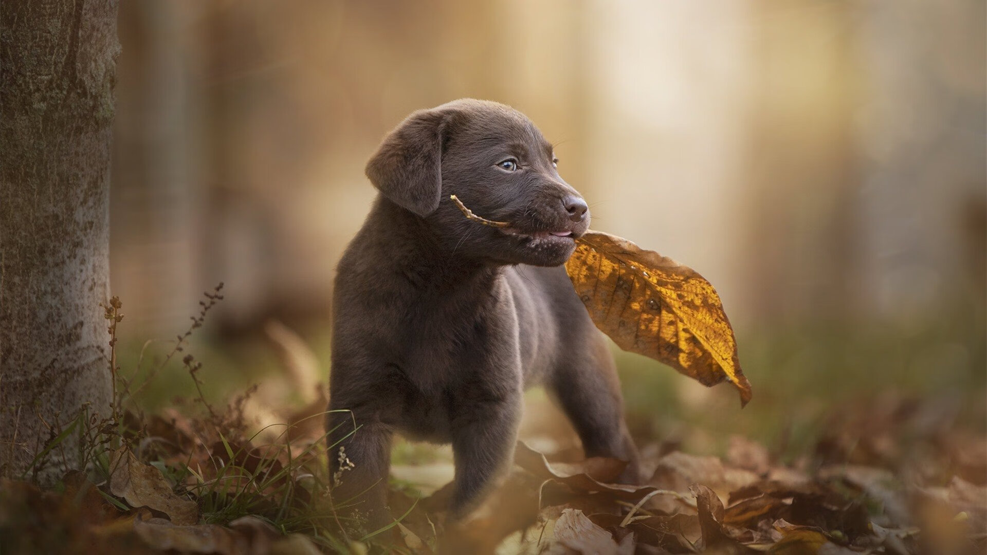 DOTA2赛事中的装备选择：分析不同局势下的最优解，dota2装备排行