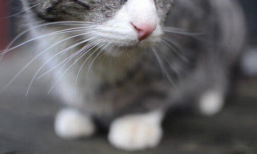 《2025电竞行业面临的挑战与机遇：行业从业者深度剖析》，电竞行业未来