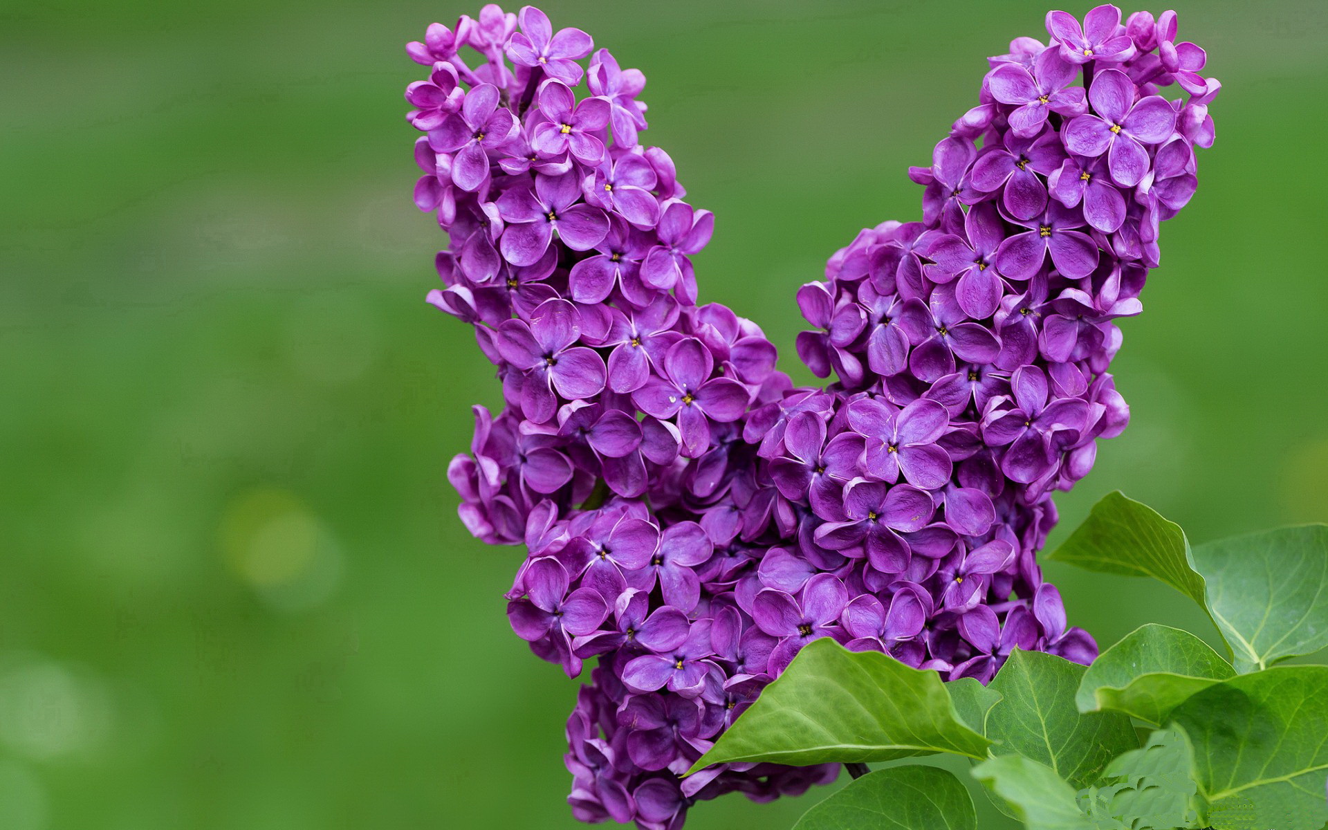 AYX SPORTS-_海外巡回赛揭秘：不同国家的当地特色赛事_，海外巡演