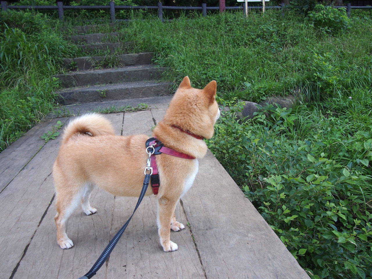 传奇的欧冠“战术组合”永载史册,欧冠科普