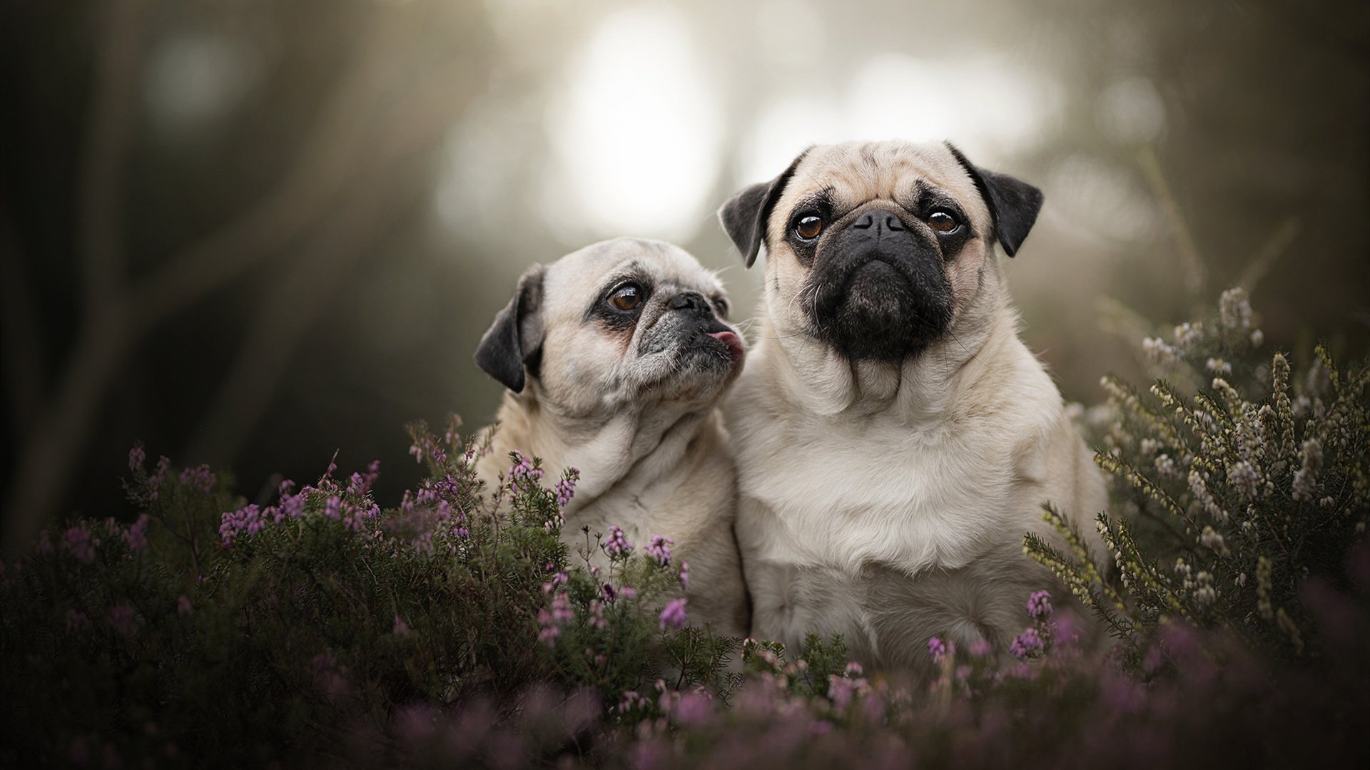 爱游戏综合娱乐-伊朗队门将费尔南德斯在巴黎奥运会上展现出高水平的扑救能力，伊朗菲尔兹奖得主