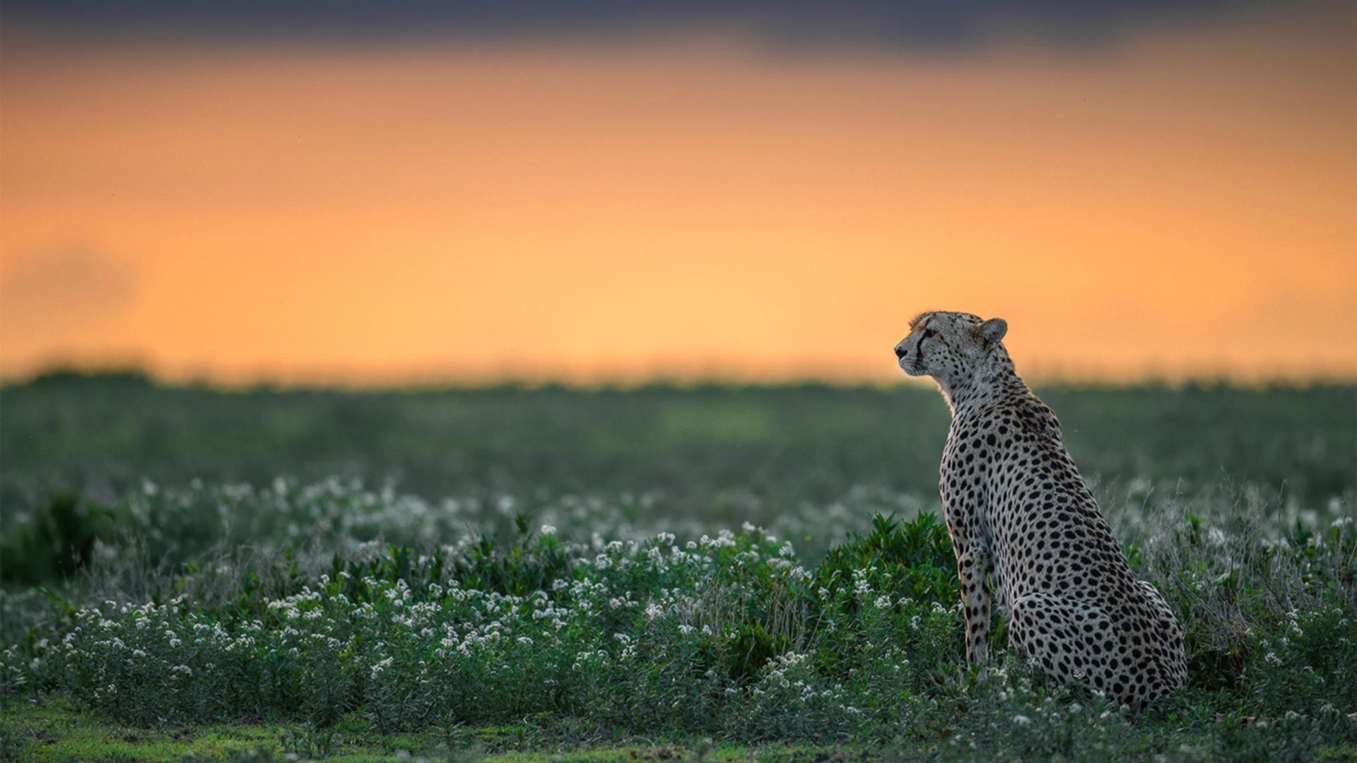 比利时女子排球队在四分之一决赛中惜败美国队，比利时女排实力怎么样