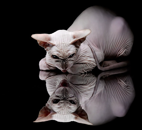 特色足球场馆“绿色+智慧”新理念在行业得到广泛认同和推广，足球比赛场馆