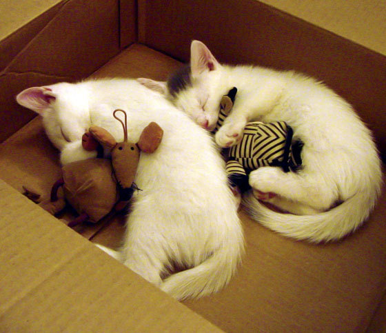 西甲精彩逆转，专家点评亮点，vll西甲