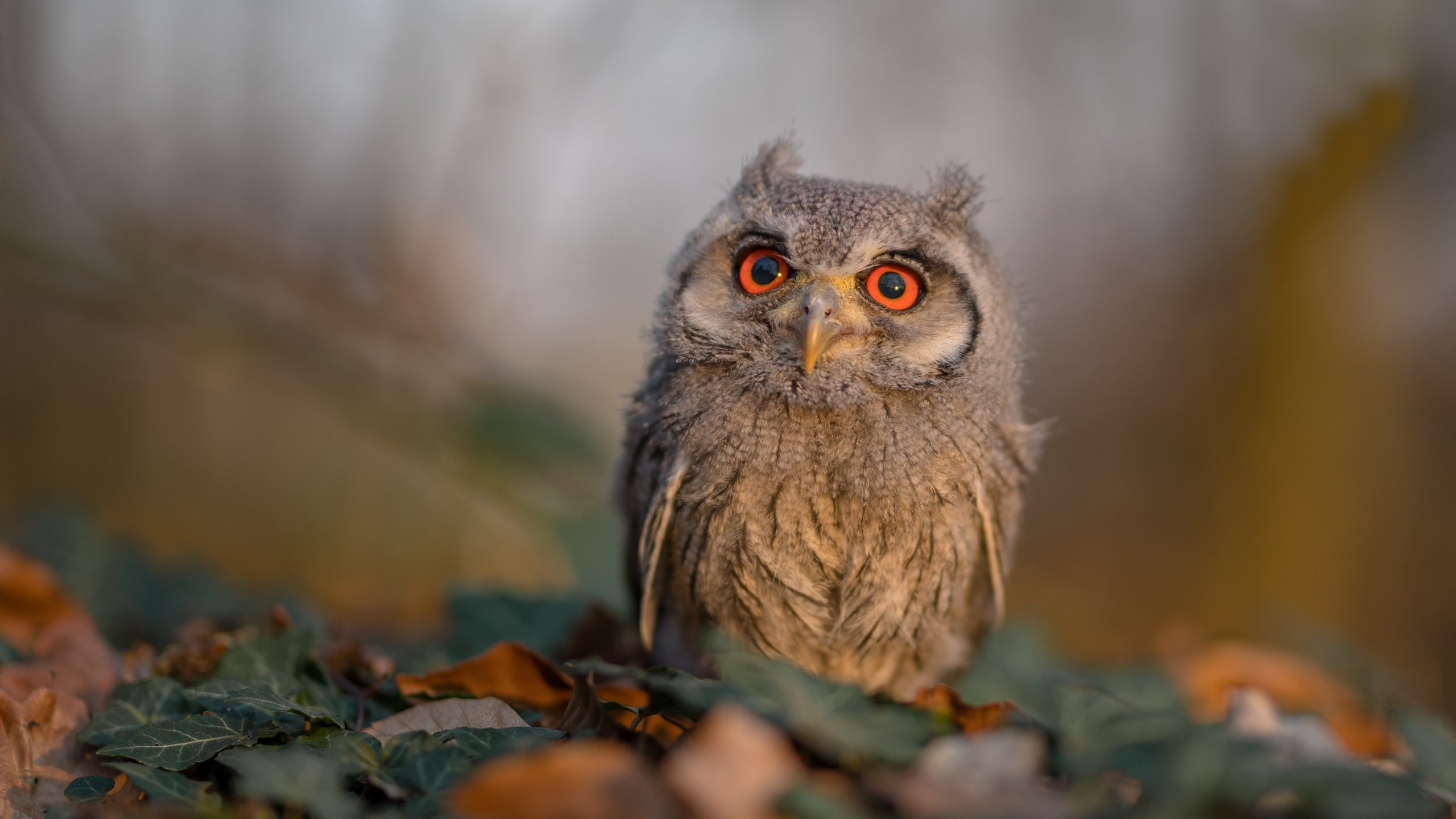 高效训练：核心肌群和新科技结合的训练新趋势，核心肌群训练视频