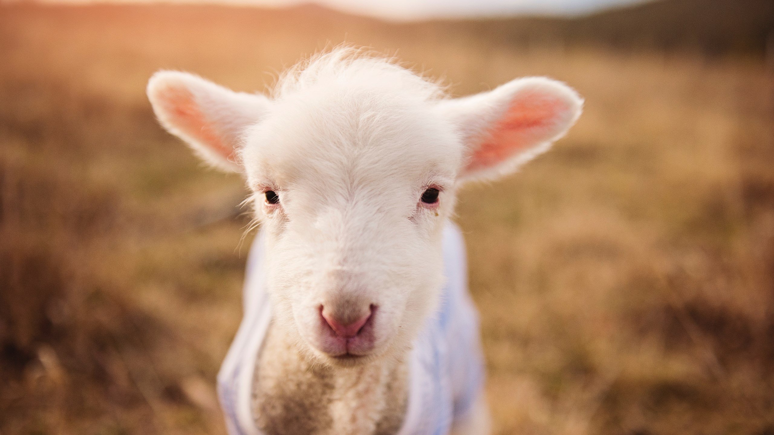 LPL裁判团队升级执裁技术与判罚标准，lpl裁判工资待遇