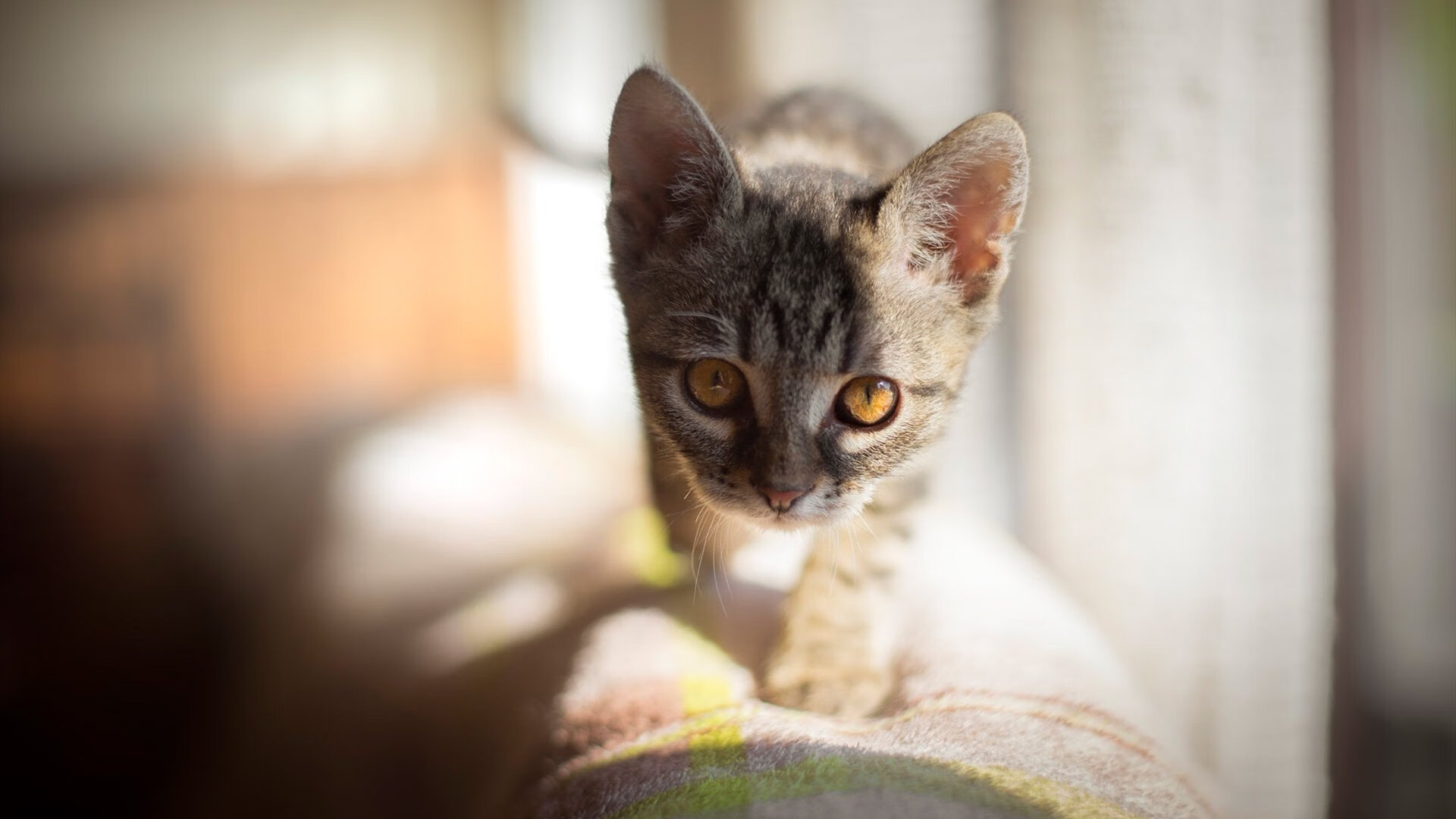 爱游戏综合娱乐-超级马里奥奥德赛线上巡回赛，童趣竞技引关注，马里奥奥德赛 年度游戏