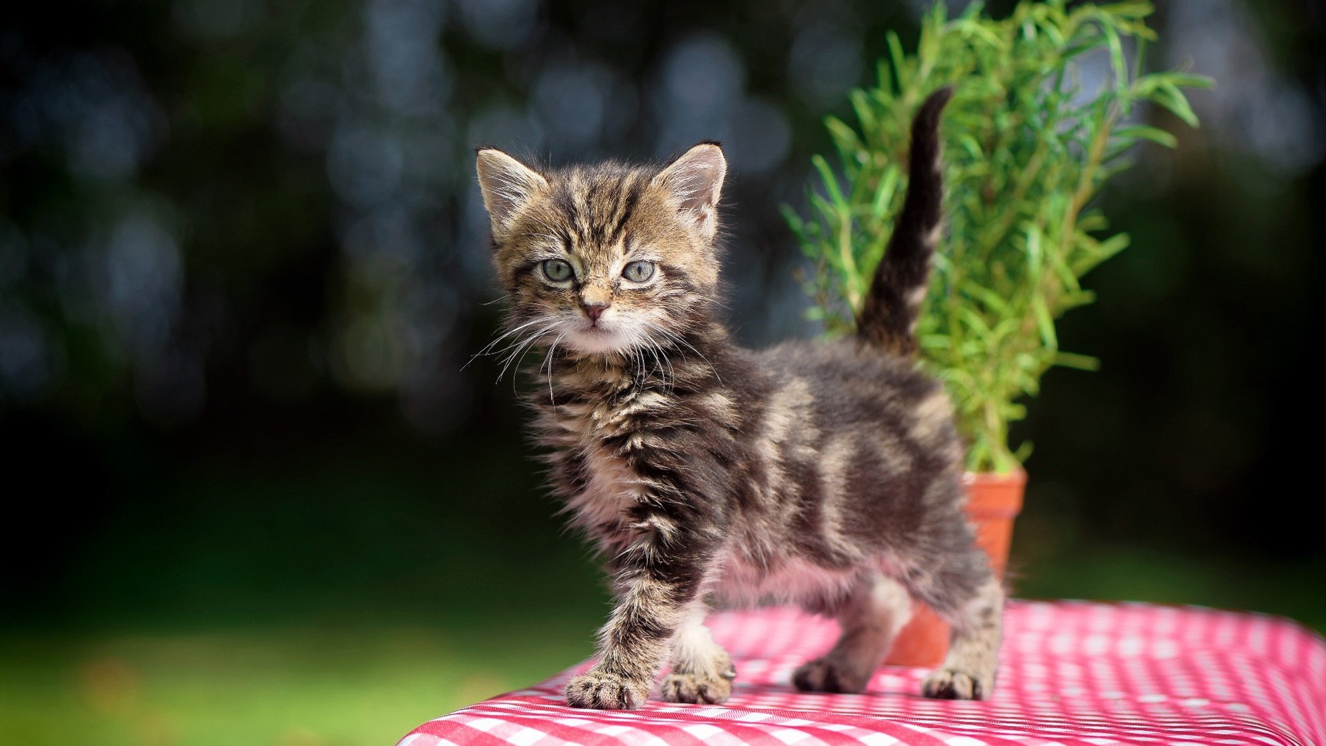 爱游戏官方网站-佛罗伦萨险胜卡利亚里，主场球迷欢呼，佛罗伦对卡利亚