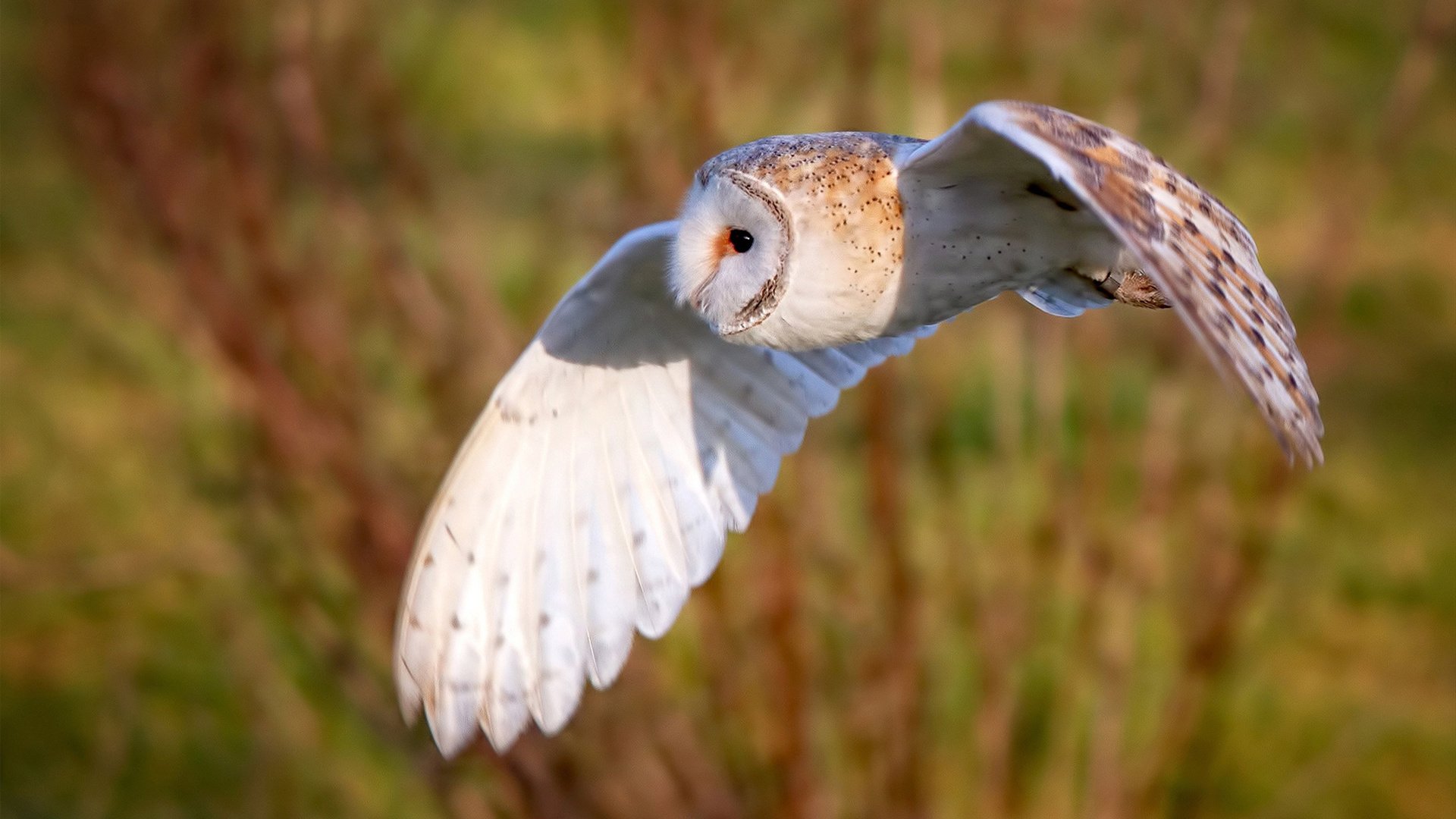 逆转“奇迹夜”：那些让欧洲震撼的经典瞬间，nba逆转奇迹