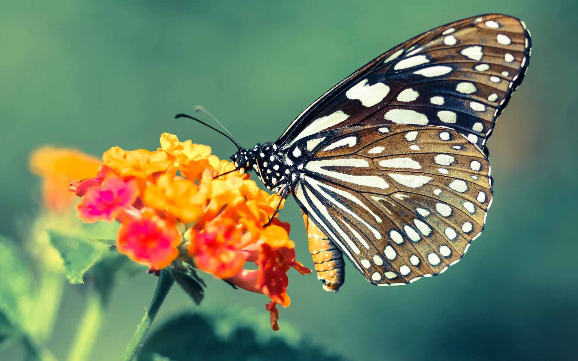 川崎前锋连续多场保持零封，川崎前锋视频