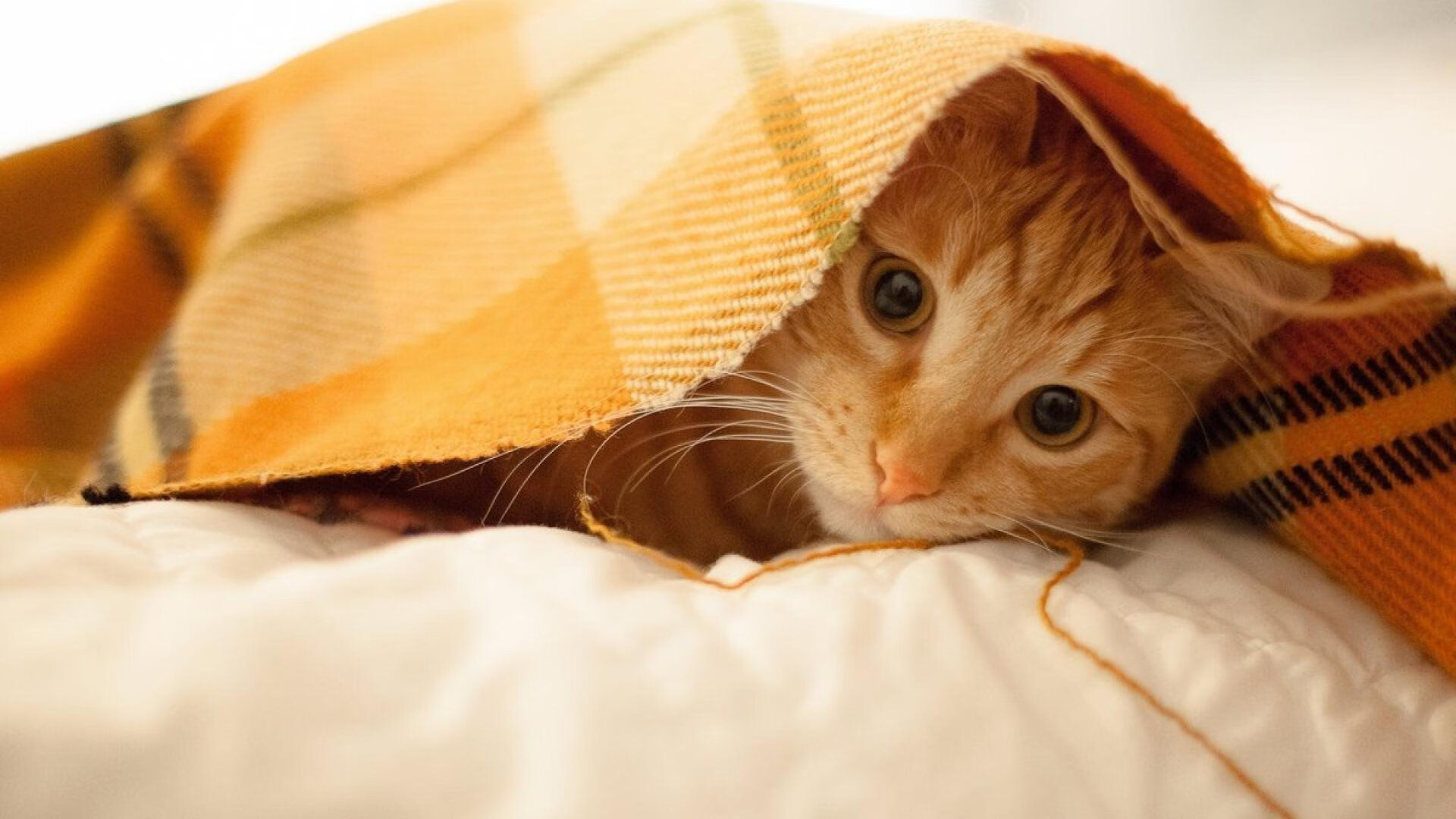 成都兴城客场-击败青岛黄海，开门红，成都兴城球队大巴