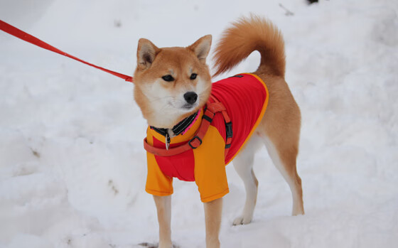 T1教练组战术创新引关注,t1战队主教练