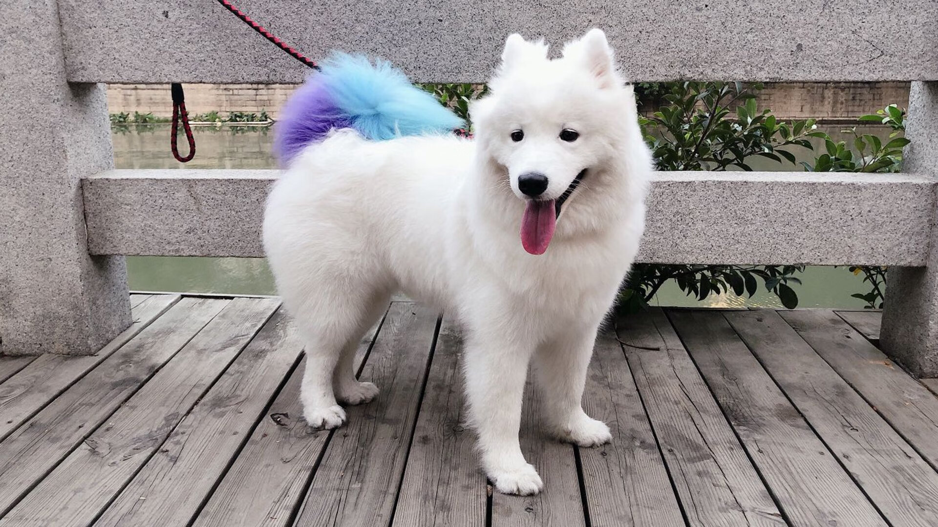 中国田径大奖赛谢震业、葛曼棋双双夺冠,全国田径锦标赛谢震业