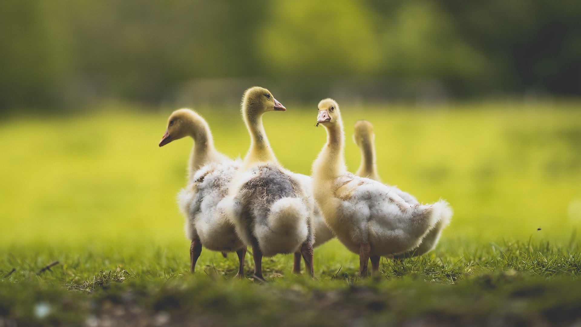 乌拉圭男足在巴黎奥运会比赛中以4-0战胜美国,乌拉圭足球奥运会