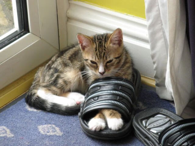 突发羽毛球赛程延误原因,羽毛球赛暂停