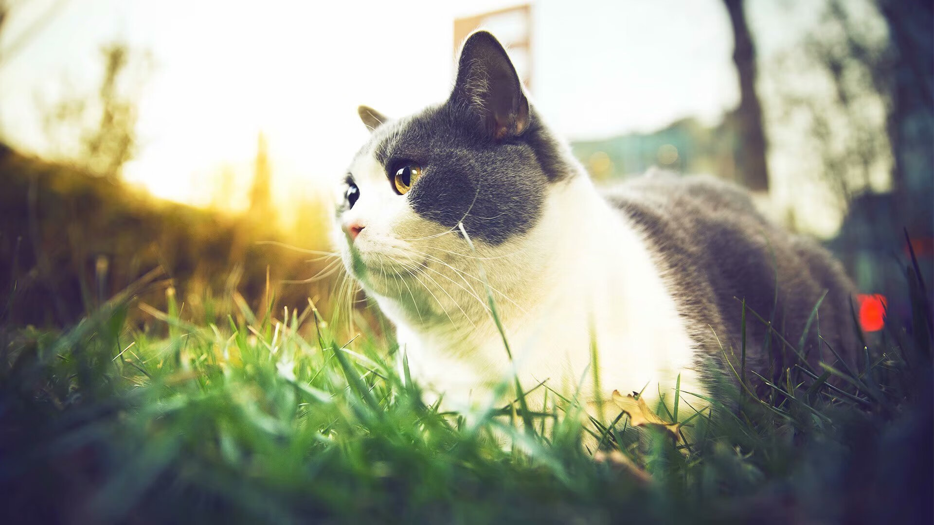 爱游戏在线登录入口-阿尔及利亚球星加盟伯恩茅斯，英冠冲超前景光明，阿尔及利亚百度百科