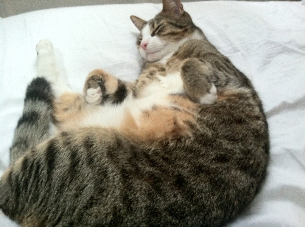 中国篮球运动员防守技术提升策略研究,篮球防守有球队员技术