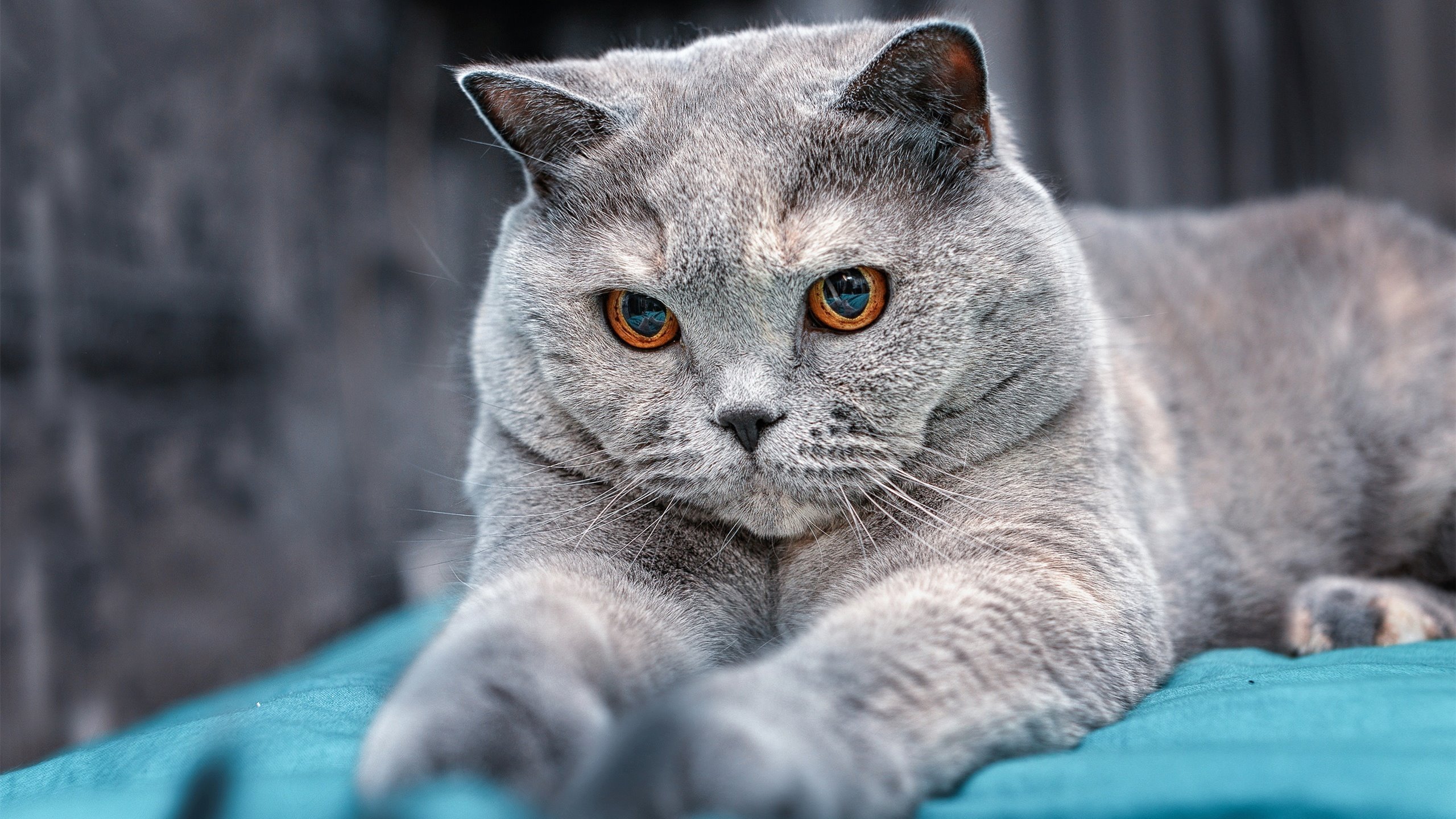 山西汾酒球队整体配合更加流畅，山西汾酒球员名单