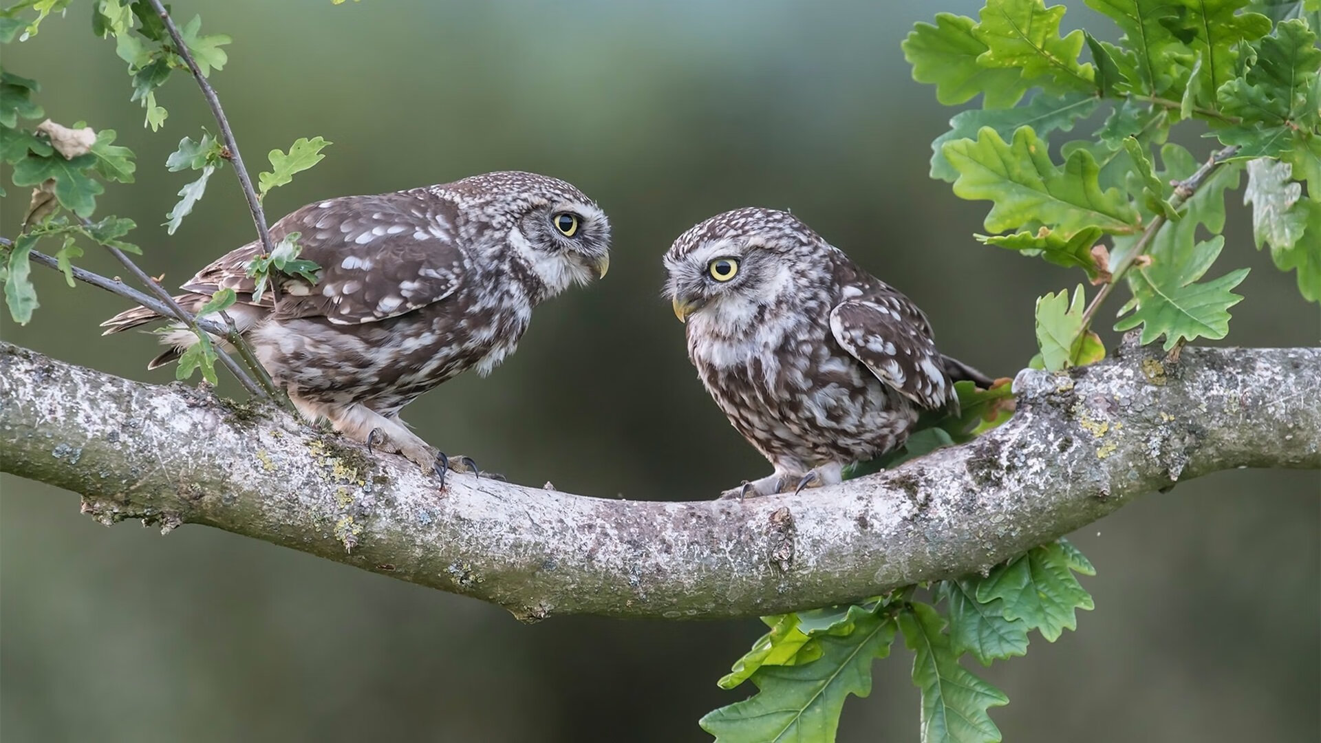 巴萨主场取胜，全队精神状态饱满，巴萨主场多久没输过了