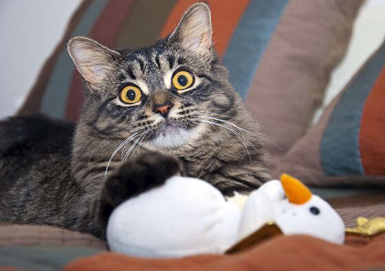 慕尼黑对决狼堡，德乙冠军争霸战，慕尼黑篮球比赛