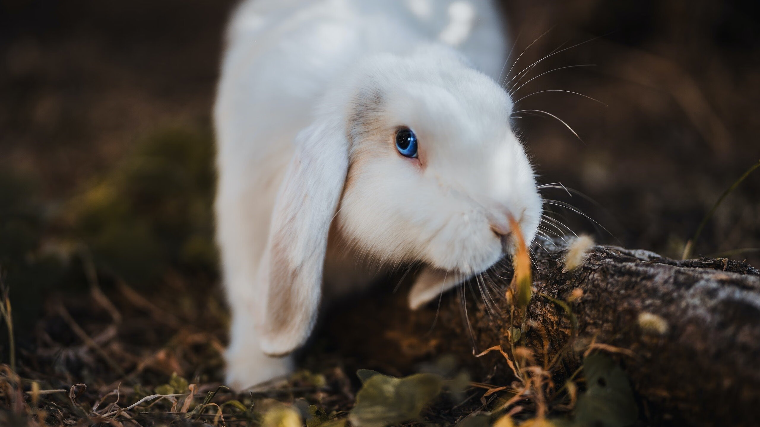 中国三人篮球男队强调持球推进效率，中国三人篮球男队名单