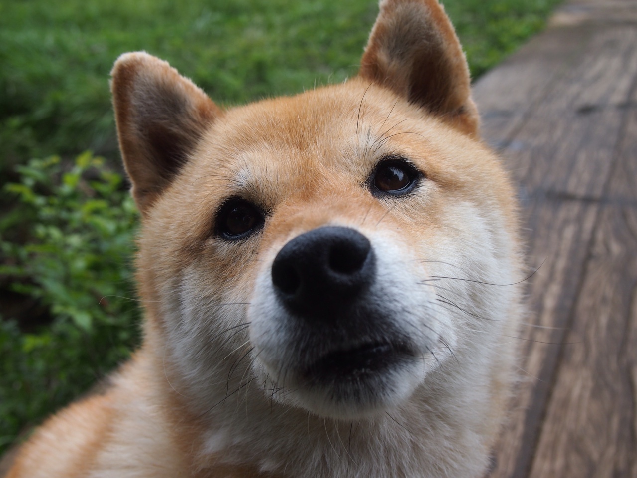 斯洛文尼亚队在欧预赛中再夺一场胜利,晋级形势乐观,斯洛文尼亚小组赛