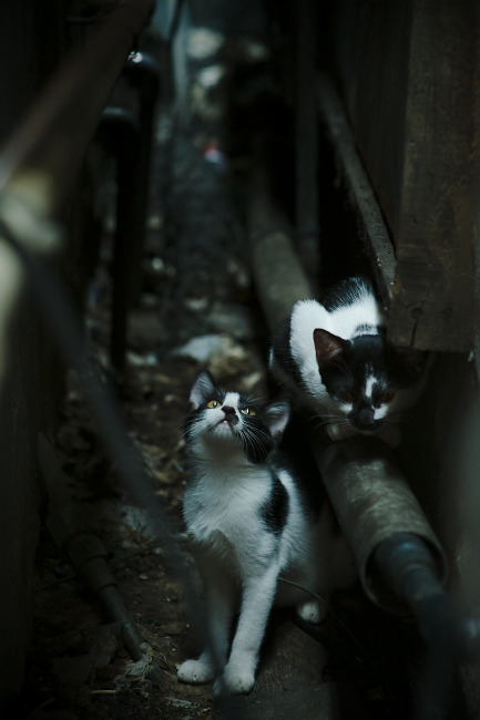 后场组织核心对节奏的控制力排行，后场组织进攻