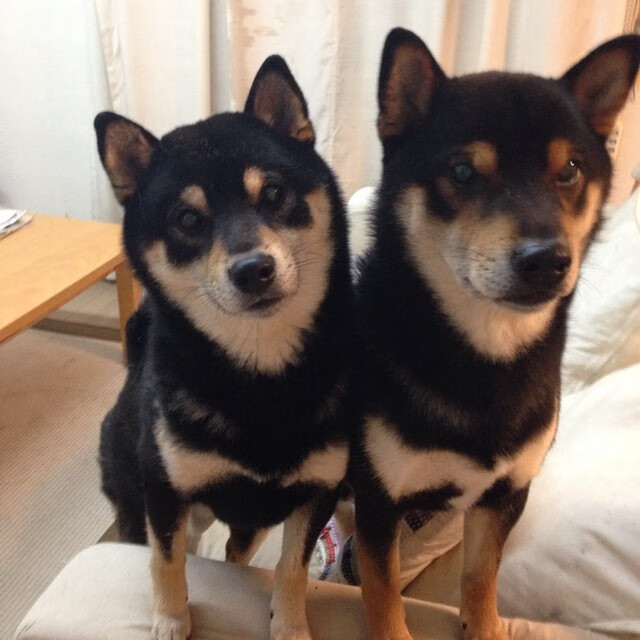 广东队保持高强度训练保持状态稳定，广东队伍