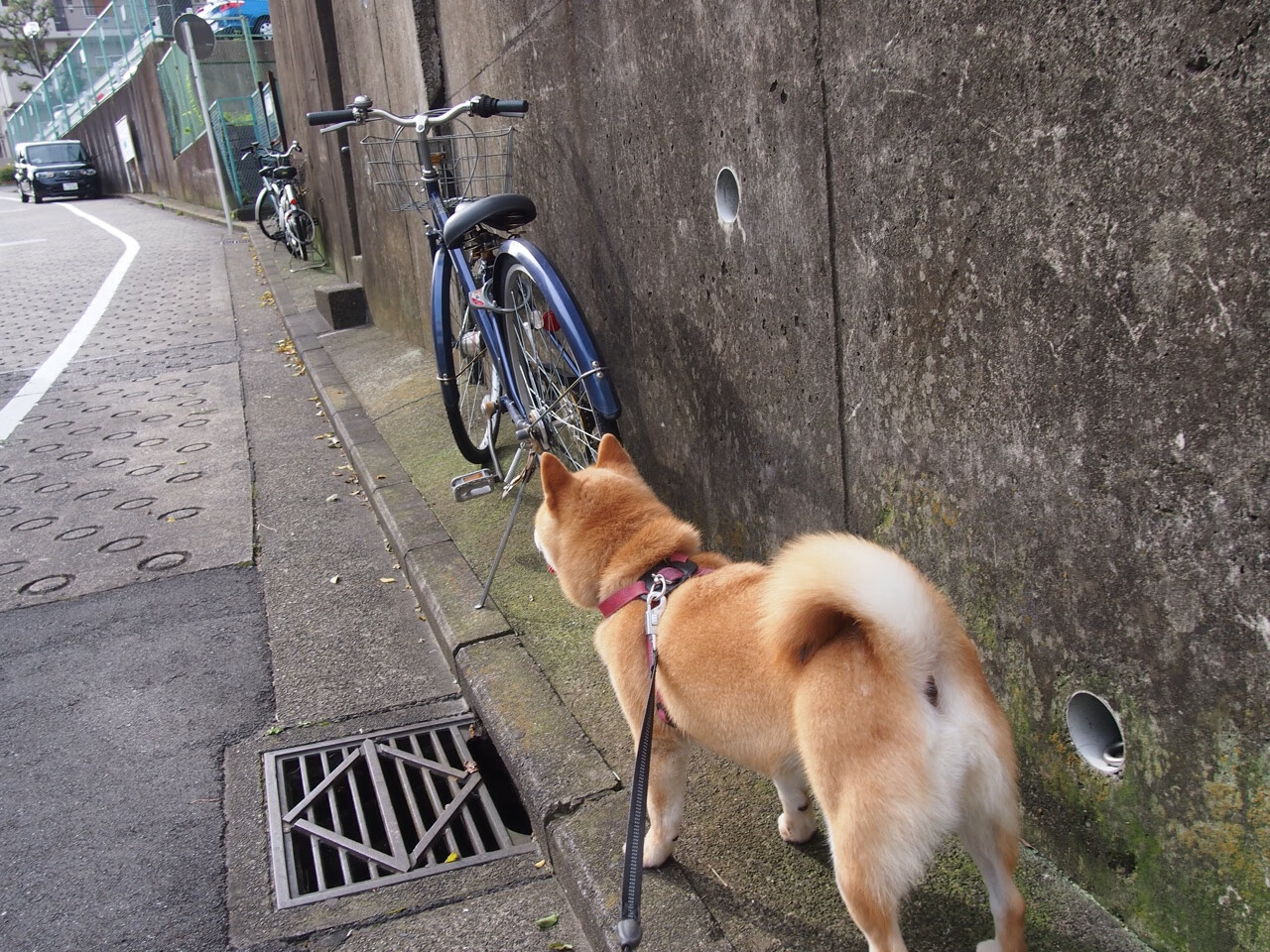 爱游戏中国官方网站平台-法兰克福整体压迫强度令对手难以推进，法兰克福伤停情况