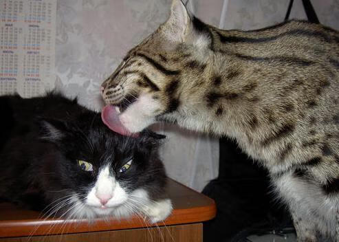 爱游戏官方网站-球队将更多依赖结构完整的体系球员，球队越来越壮大