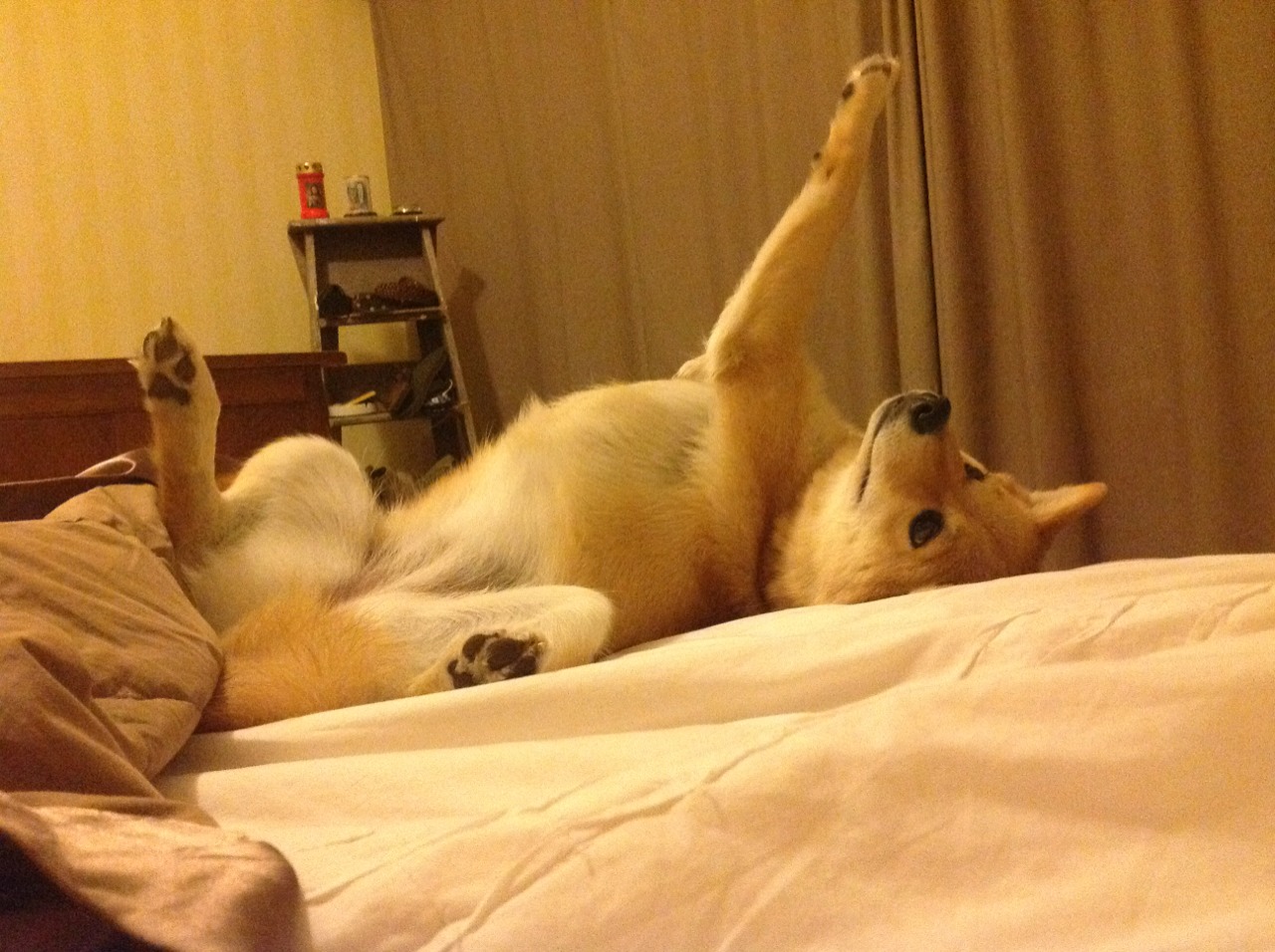 乔纳·隆戈的影响力:改变了世界对橄榄球的观感和期待,乔1伦纳德