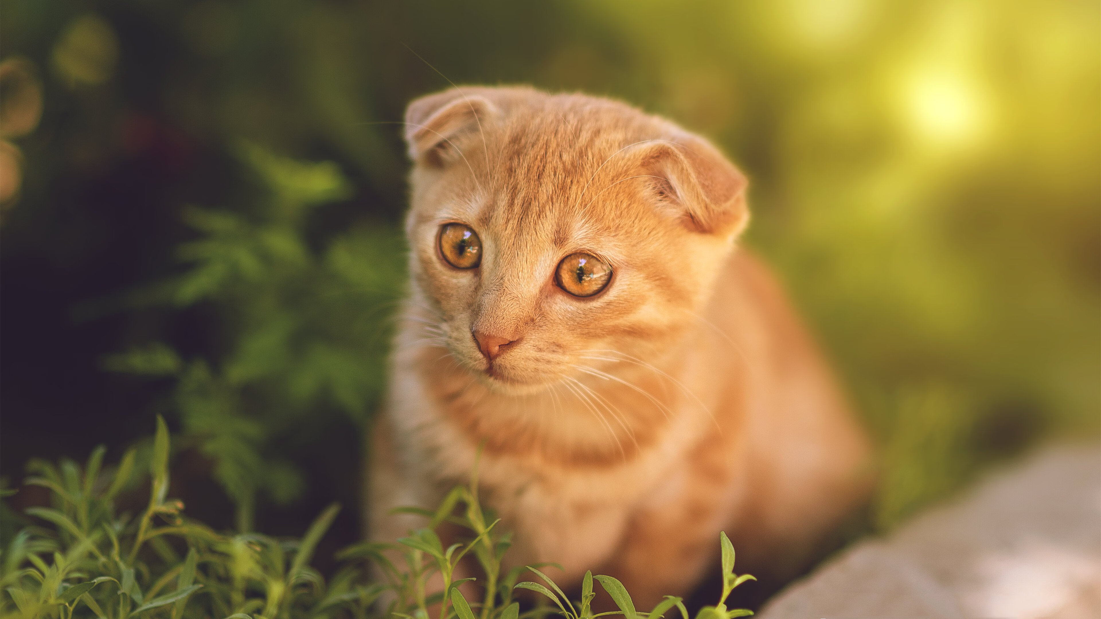 爱游戏综合娱乐-决赛冲刺阶段施瓦茨毫不保留，施瓦茨决策模式有哪些