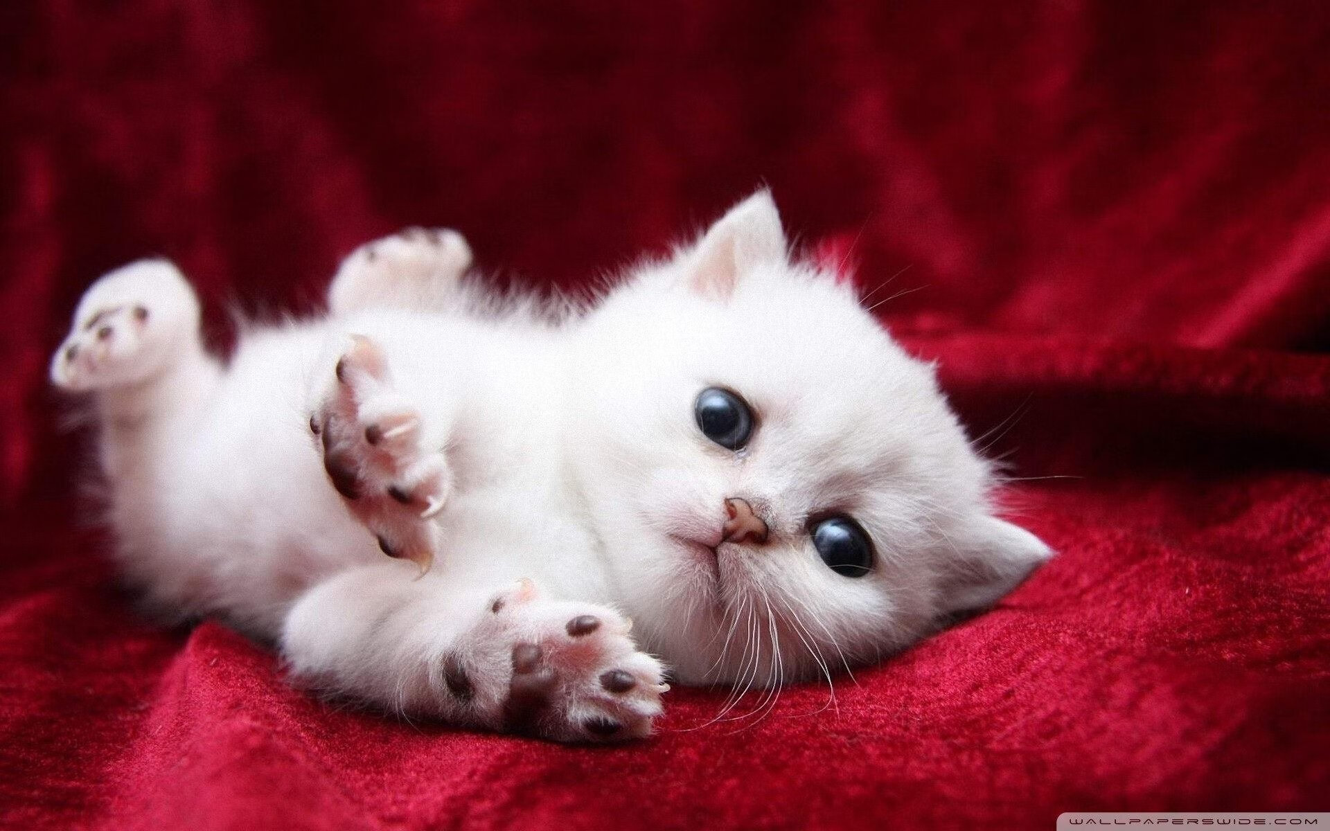 校园活动组织创新，大学校园活动方案创新创意