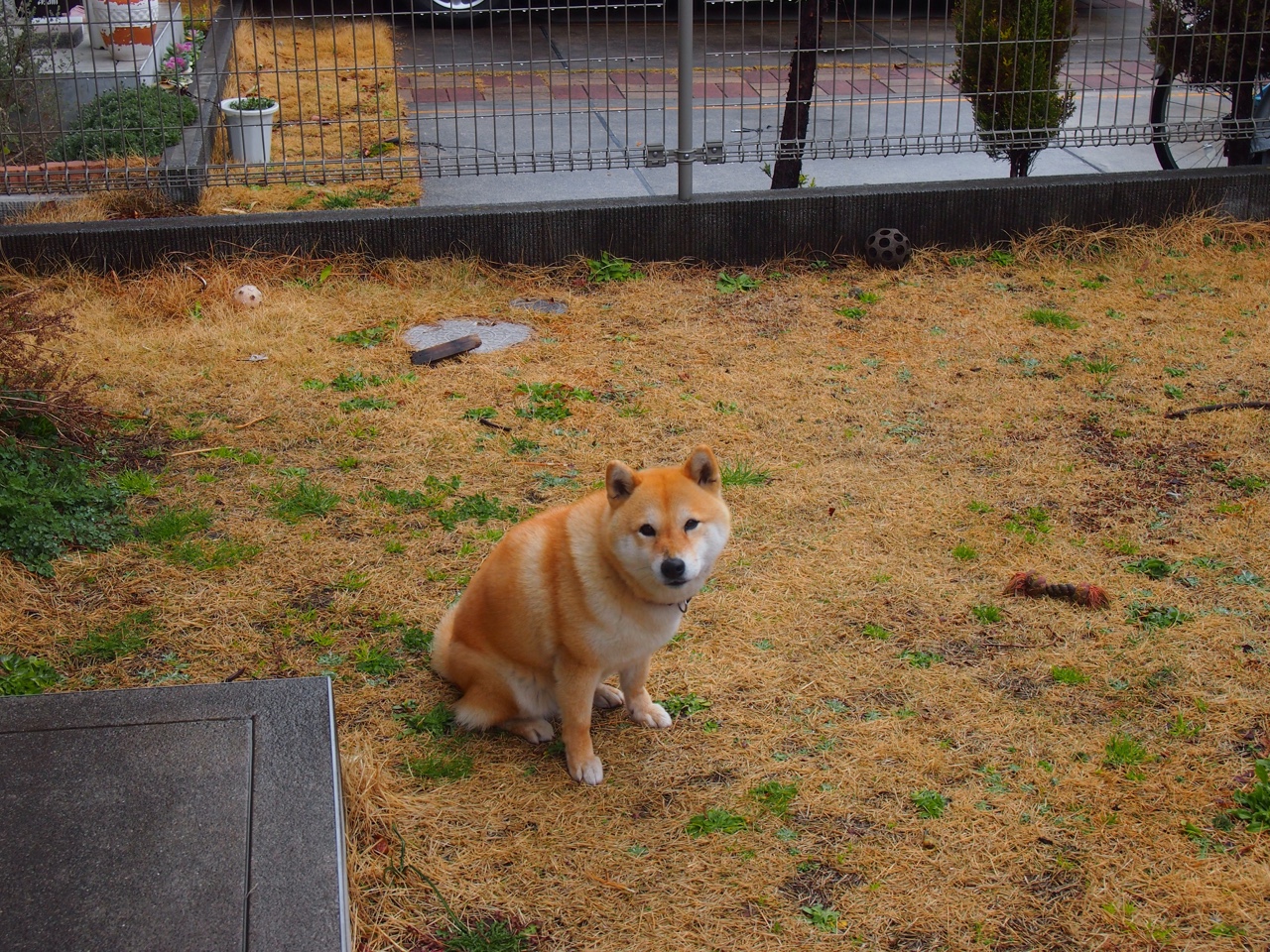 瑞·弗兰:冷静的头脑和强大的身体素质使他成为全黑队的核心人物