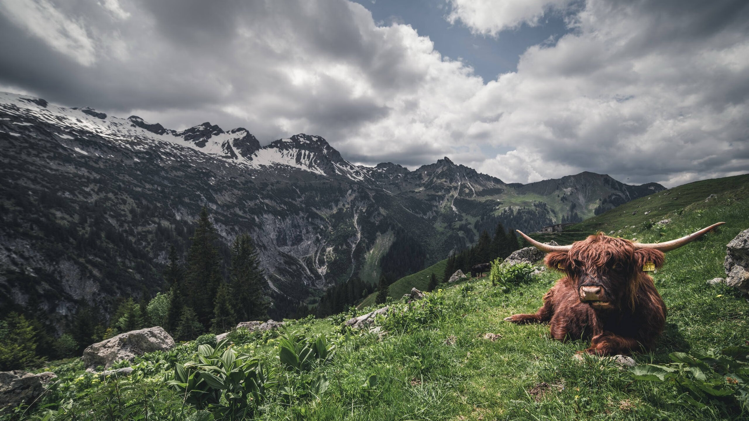 蛙泳赛南非选手发挥稳定,南非蛙泳名将女子